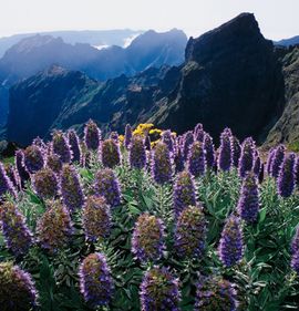 Multivisionsshow: Madeira - Insel des ewigen Frühlings